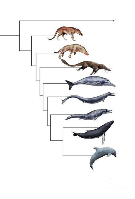 Whale Evolution #10 by Mikkel Juul Jensen / Science Photo Library