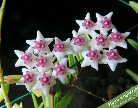 Hoya engleriana ssp. vietnam House Plants Decor, Plant Decor, Strange Flowers, Hoya Plants ...