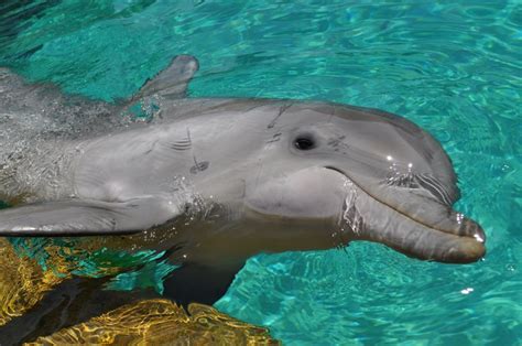 Dolphin - Sea World San Diego | Sea world, Animals, Animal photography