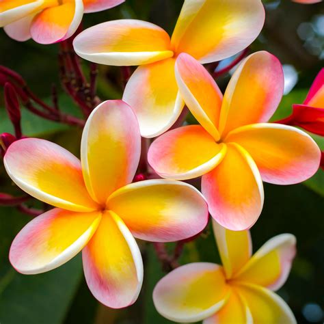 Yellow Pink PLUMERIA Flowers Fabric Panel ~ Beautiful Hawaiian Plumeria Flower Oahu Tropical ...