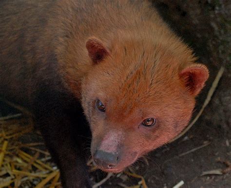 Bush Dog | The Bush Dog is a canid found in Central and Sout… | Flickr