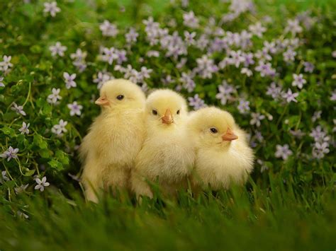 Baby Chicks Easter Wallpapers - Wallpaper Cave