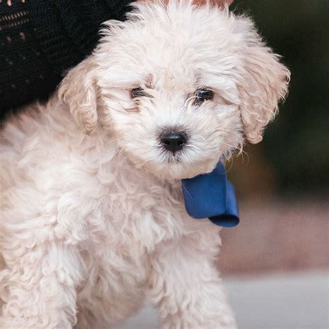 #1 | Maltipoo Puppies For Sale By Uptown Puppies