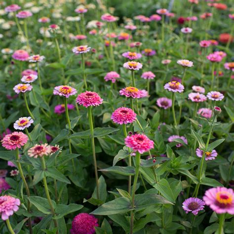 Zinnia Cupcake Pink – Floret Flower Farm