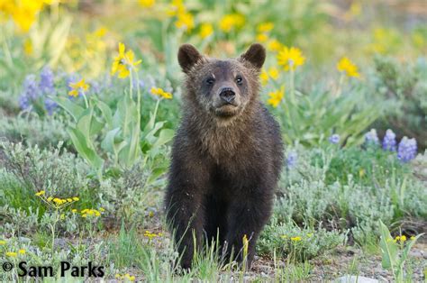 Wildlife win in Montana - WildEarth Guardians