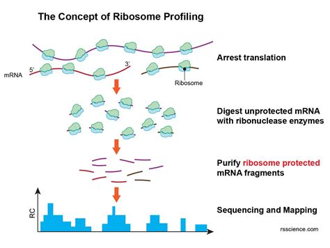 Ribosome - protein factory - definition, function, structure and biology