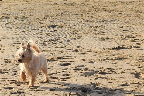 Cairn Terrier Grooming: The Essential Guide with Pictures of Haircut Styles