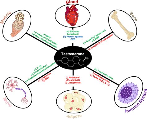 Androgen effects on organ systems. Testosterone and its derivatives ...