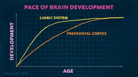 Adolescent Brain Development – Telegraph