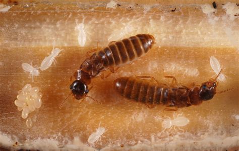 UF/IFAS Study: Termite queen and king are the best parents in the world, until they’re not - News