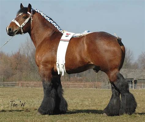 Top 25 Most Popular Draft Horse Breeds of The World