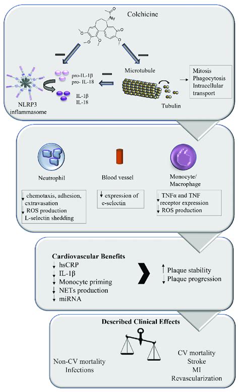 Role of colchicine in coronary artery disease treatment. Colchicine has... | Download Scientific ...