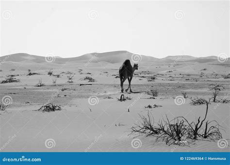 Camel in the Empty Quarter Desert of Arabian Peninsula Stock Photo - Image of empty, dune: 122469364