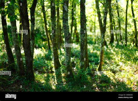 summer forest with sunlight Stock Photo - Alamy