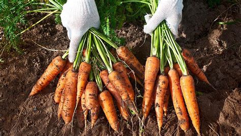 Organic carrot seeds Carrot Seeds 0.7 Oz Carrot Seeds Red | Etsy