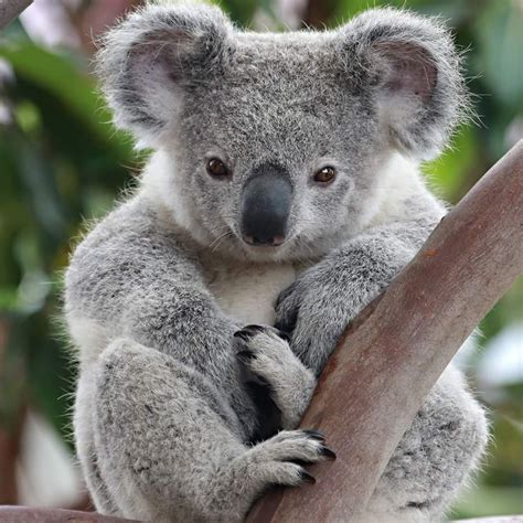 Australian animals: the koala | Free photos - photos777.net