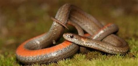 Red-Bellied Snake - Snake Facts