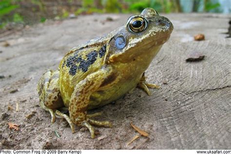 Frogs - Rana temporaria - UK Safari