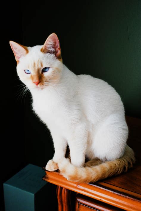 Abbie Siamese Flame Point by Wakeuphatesgirl on DeviantArt