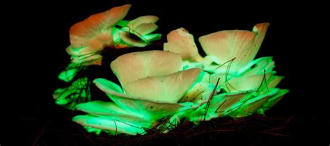 Where to see ghost mushrooms in South Australia - Good Living