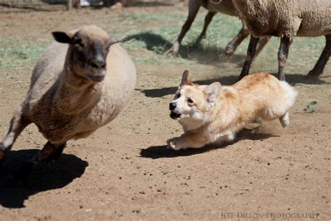 Corgi herding sheep | Corgi dog, Herding sheep, Corgi