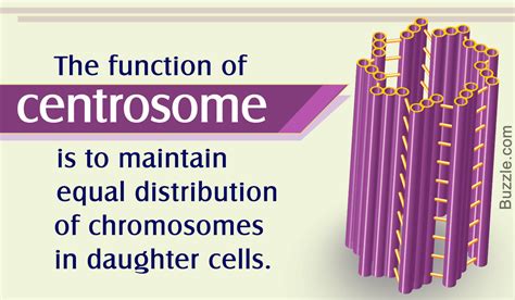The Major Functions of a Centrosome and its Role in Cell Division