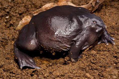 Mystery Creature revealed – the Indian Purple Frog – Dr. How's Science Wows