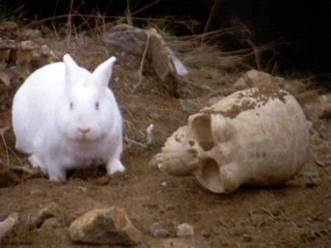 Rabbit of Caerbannog - Alchetron, The Free Social Encyclopedia