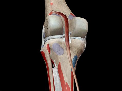 Learn Muscle Anatomy: Muscles of Plantarflexion