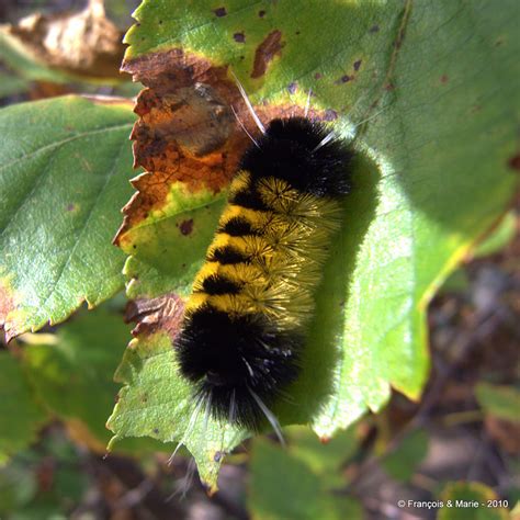 R0014306 - yellow & black fuzzy caterpillar | Flickr - Photo Sharing!