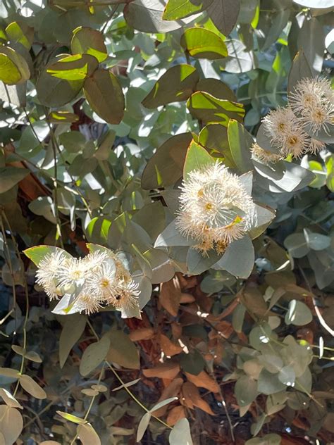 Eucalyptus cinerea Seeds