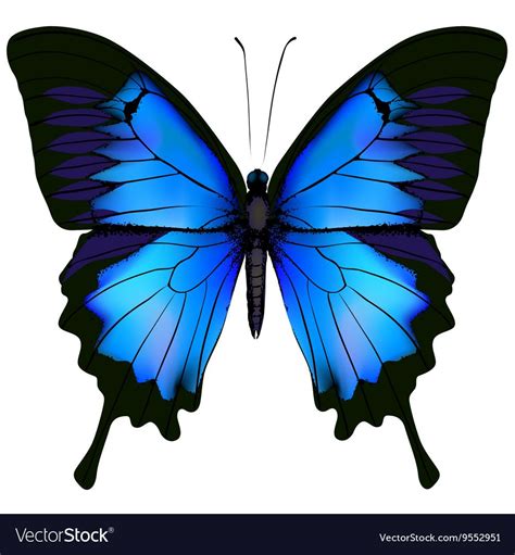 Blue butterfly papilio ulysses. Mountain Swallowtail isolated vector on white background ...