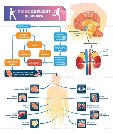 Fight or flight response medical vector illustration infographic Fight ...