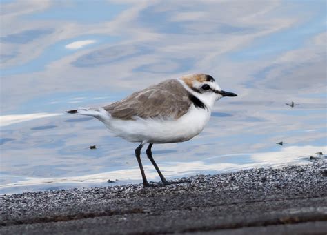 Pixie Birding: Kentish Plover - Audenshaw Reservoir, Manchester