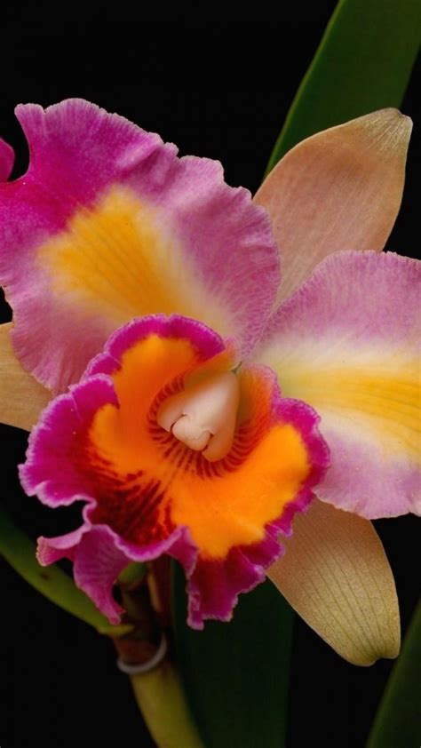 orchids, flowers, close-up, bright | Orchid flower, Amazing flowers, Beautiful orchids