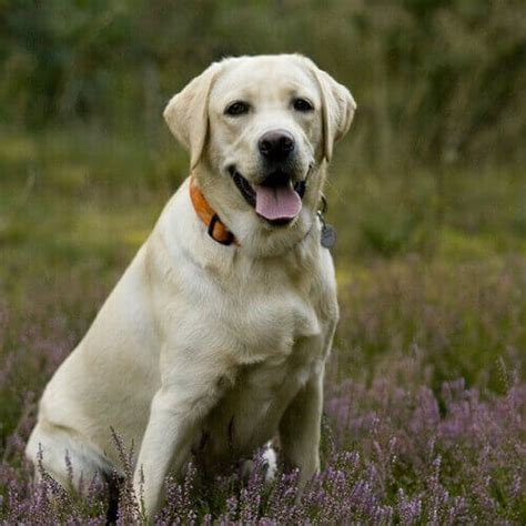 How To Care For Labrador Retrievers | VIDA Veterinary Care