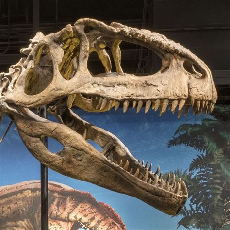 Giganotosaurus skull | Dinosaur museum, Giant dinosaur, Tyrannosaurus