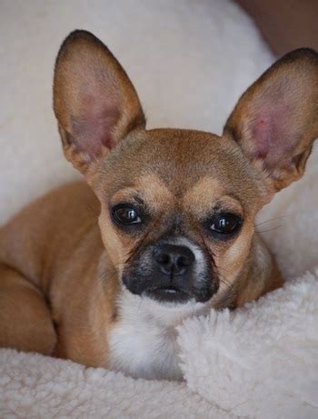 French Bullhuahua Dog Breed Information and Pictures