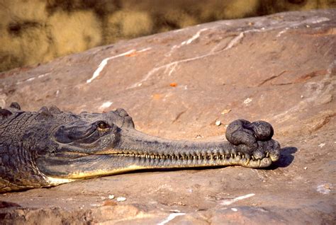 Gharial (Gavialis gangeticus) male | Chambal Gardens, Kota, … | Flickr