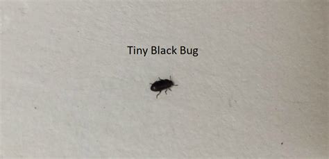 Little Black Bugs In My House