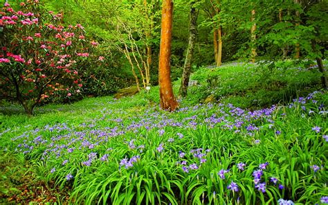 HD wallpaper: Beautiful Summer Hd Wallpaper Forest With Green Trees ...