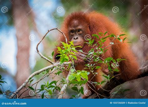 Bornean orangutan baby stock image. Image of lunch, bornean - 103726509