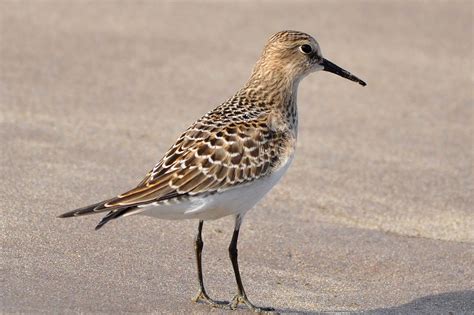 Pembrokeshire Birds: Baird's Sandpiper on beach at West Angle