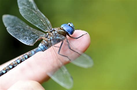 The Dragonfly Whisperer: Blue-eyed Darner