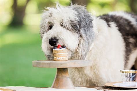 A Dog-Friendly Picnic in Denver City Park