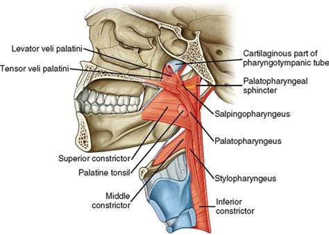 THE PHARYNX AND THE PALATE Diagram | Quizlet