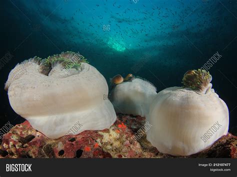 Sea Anemones. Coral Image & Photo (Free Trial) | Bigstock