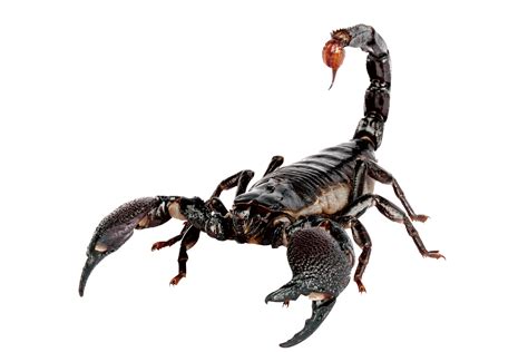 Emperor scorpion Scorpion sting House - Scorpions png download - 2362* ...