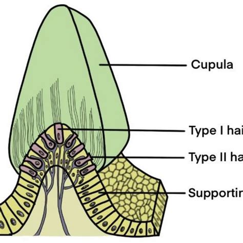 Structure of the striola in saccule and utricle. Cilia of hair cells in... | Download Scientific ...