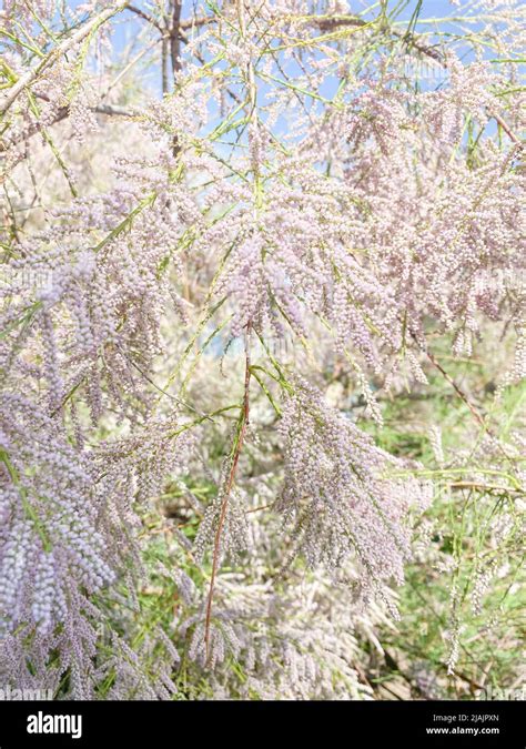 Pink little tamarisk flowers bloom on the tamarisk tree in spring Stock ...